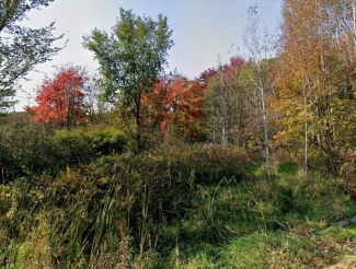 Meadow Park